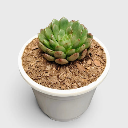 Graptoveria 'Bashful' Rosy Cheeks Succulent Plant