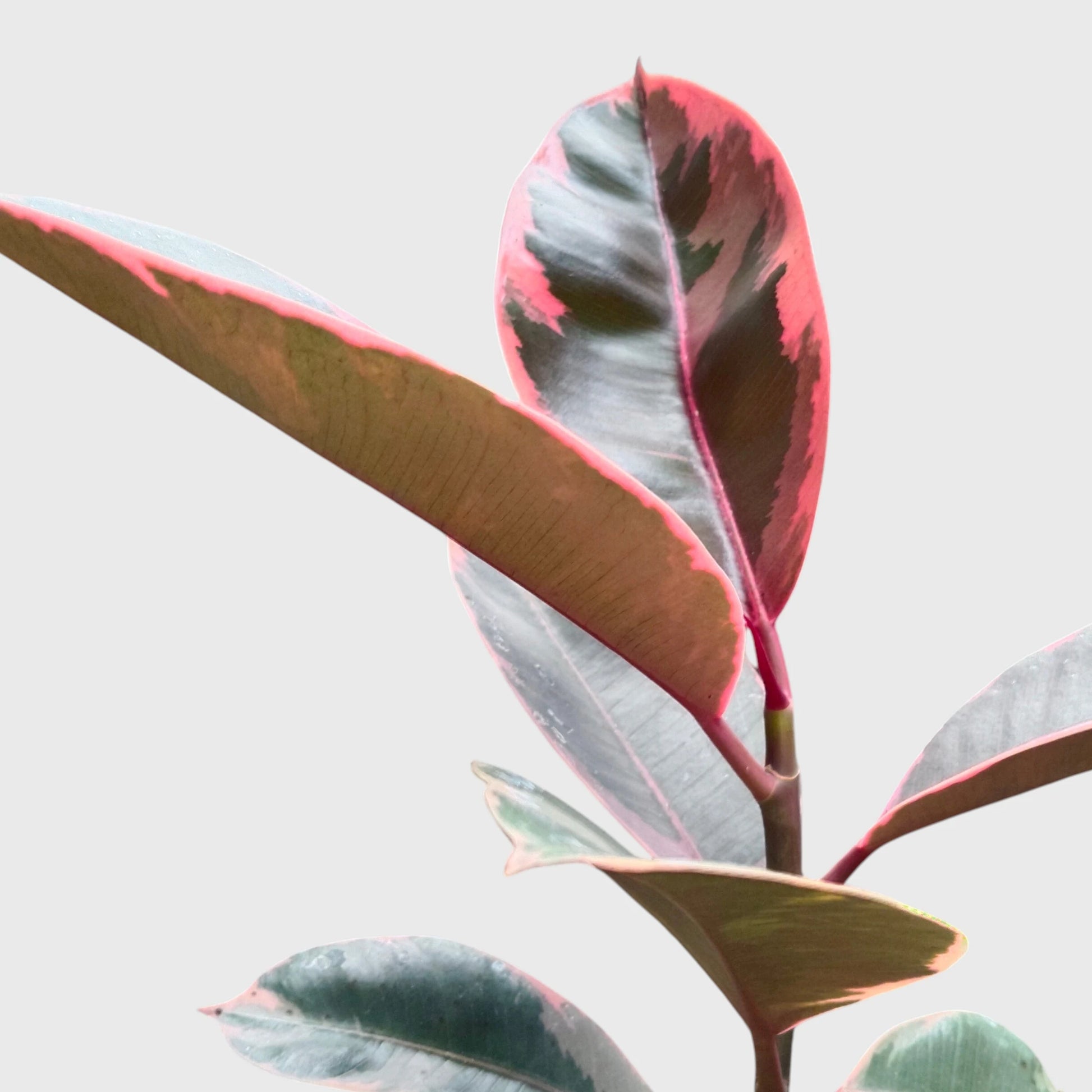 Variegated Rubber Plant (Ficus elastica 'Tineke' / 'Ruby') | Mature Indoor Live Plant