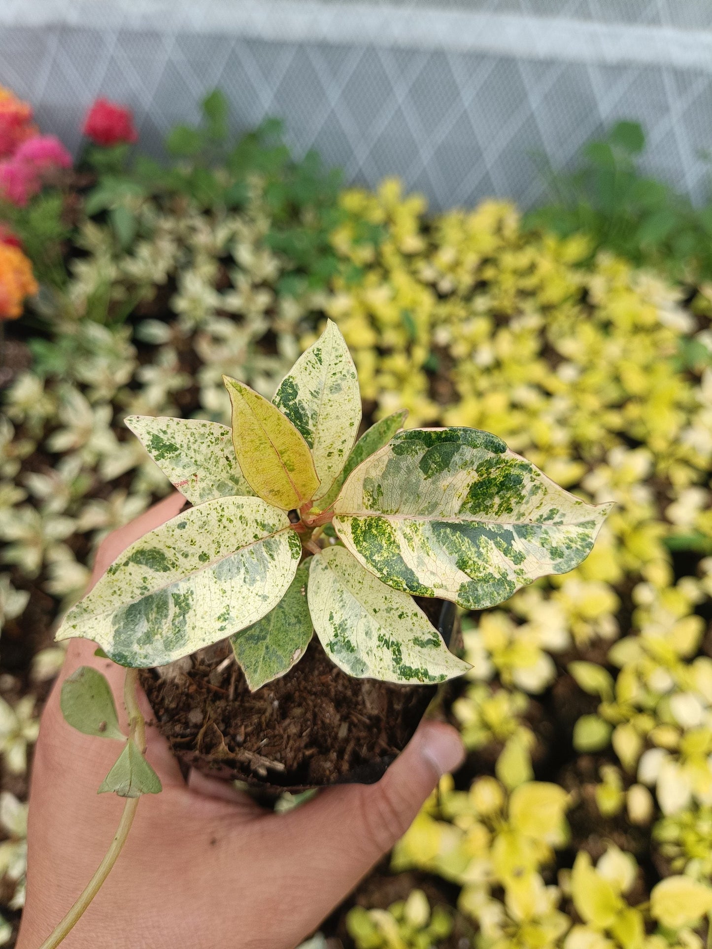 Rubber Plant Variegated: Get Your's at Frek! - My Store