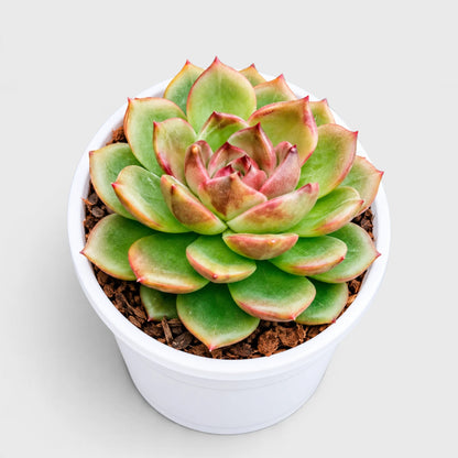 Echeveria Ruby Apple with a colourful rosette