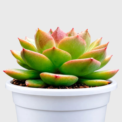 Ruby Apple hybrid Echeveria for succulent collectors