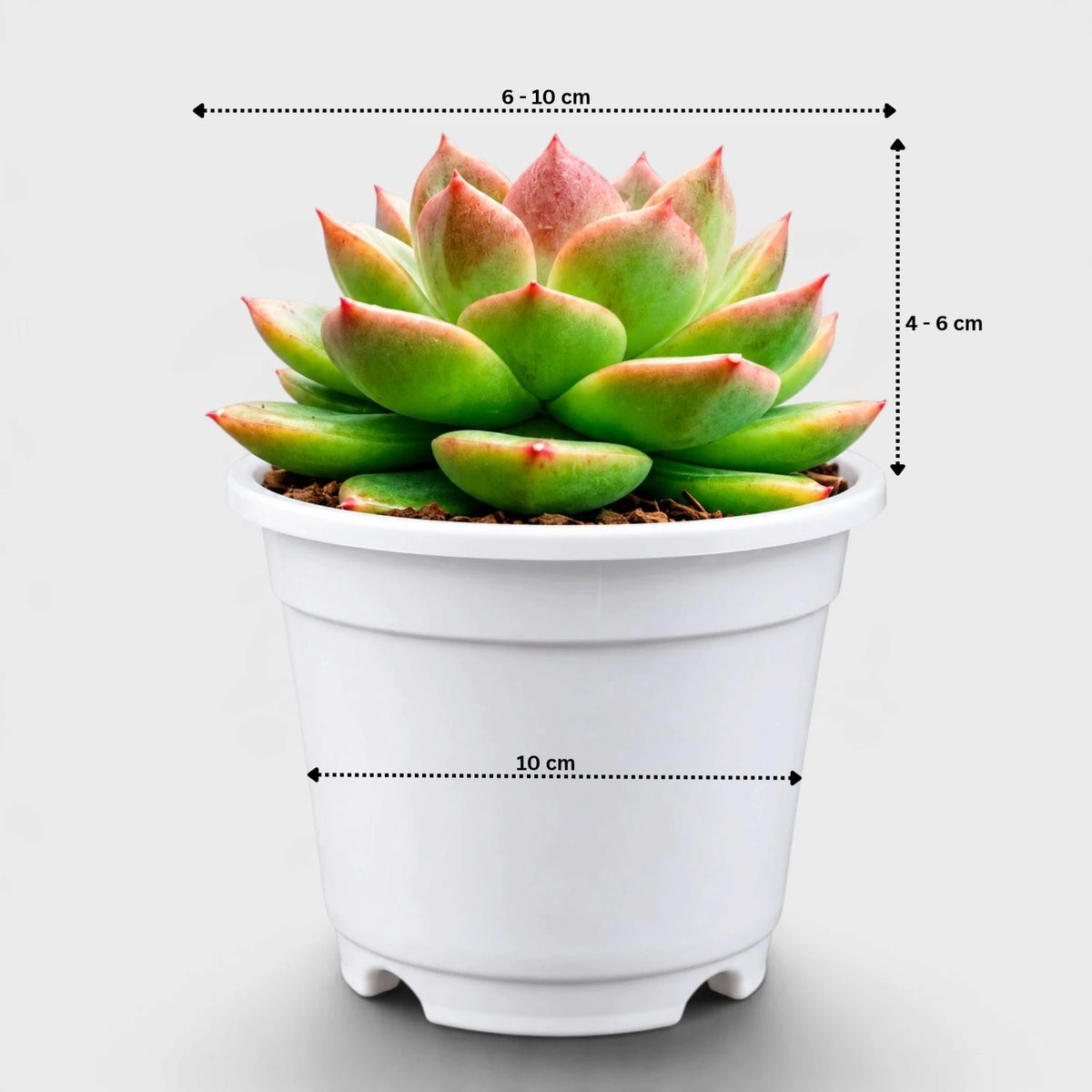 Mature well-rooted Echeveria Ruby Apple succulent