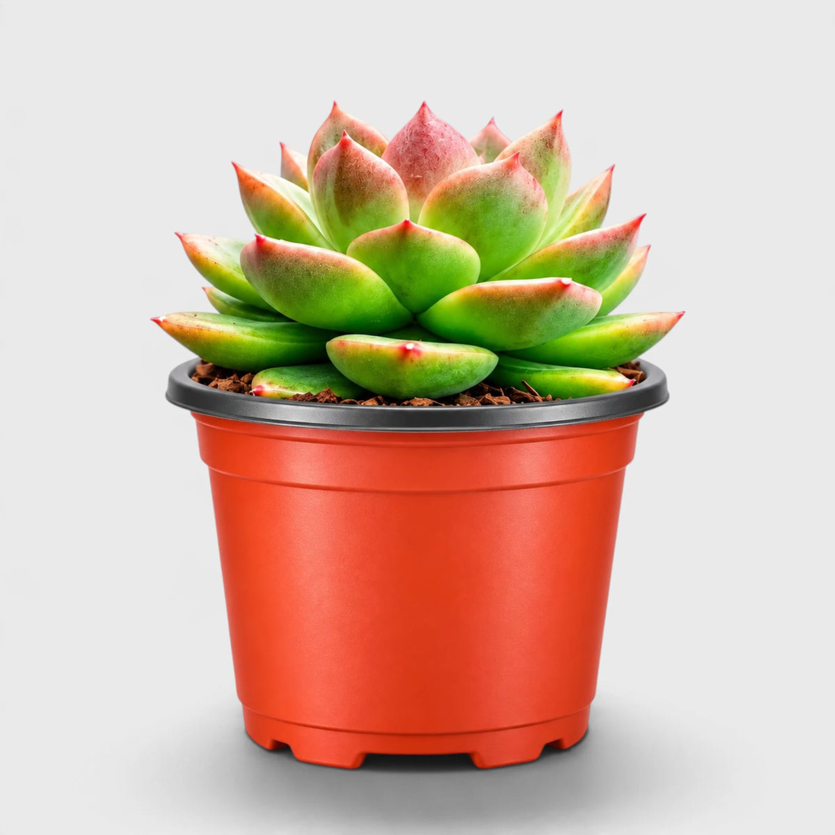 Echeveria Ruby Apple – Rare Hybrid Rosette Succulent