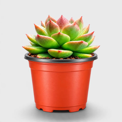 Echeveria Ruby Apple – Rare Hybrid Rosette Succulent