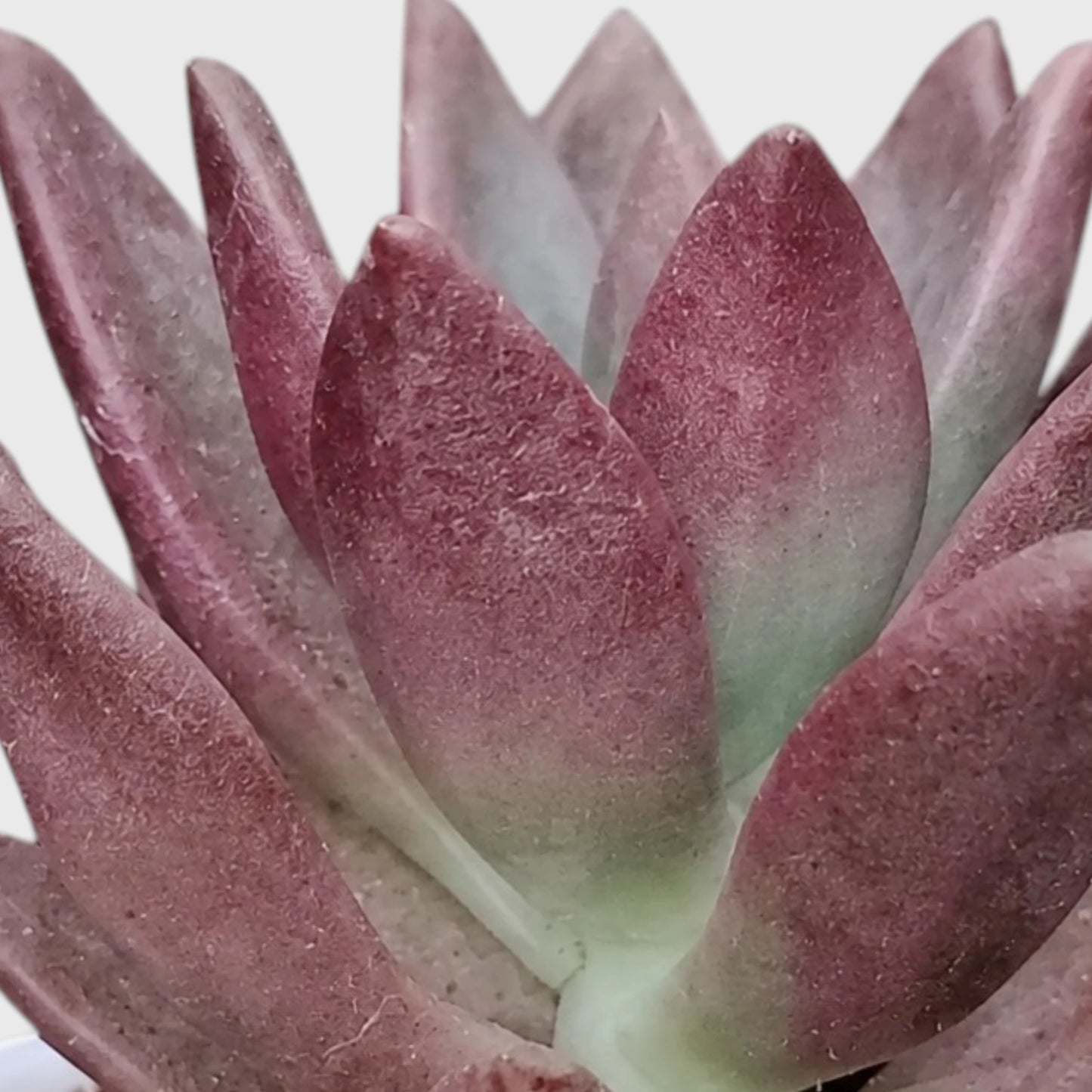 Graptoveria Ruby Donna | Rare Ruby Red Succulent Live Plant