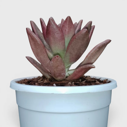 Graptoveria Ruby Donna | Rare Ruby Red Succulent Live Plant