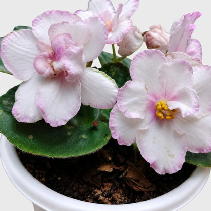 African Violet White Flower (Saintpaulia) – Mature Flowering Indoor Plant
