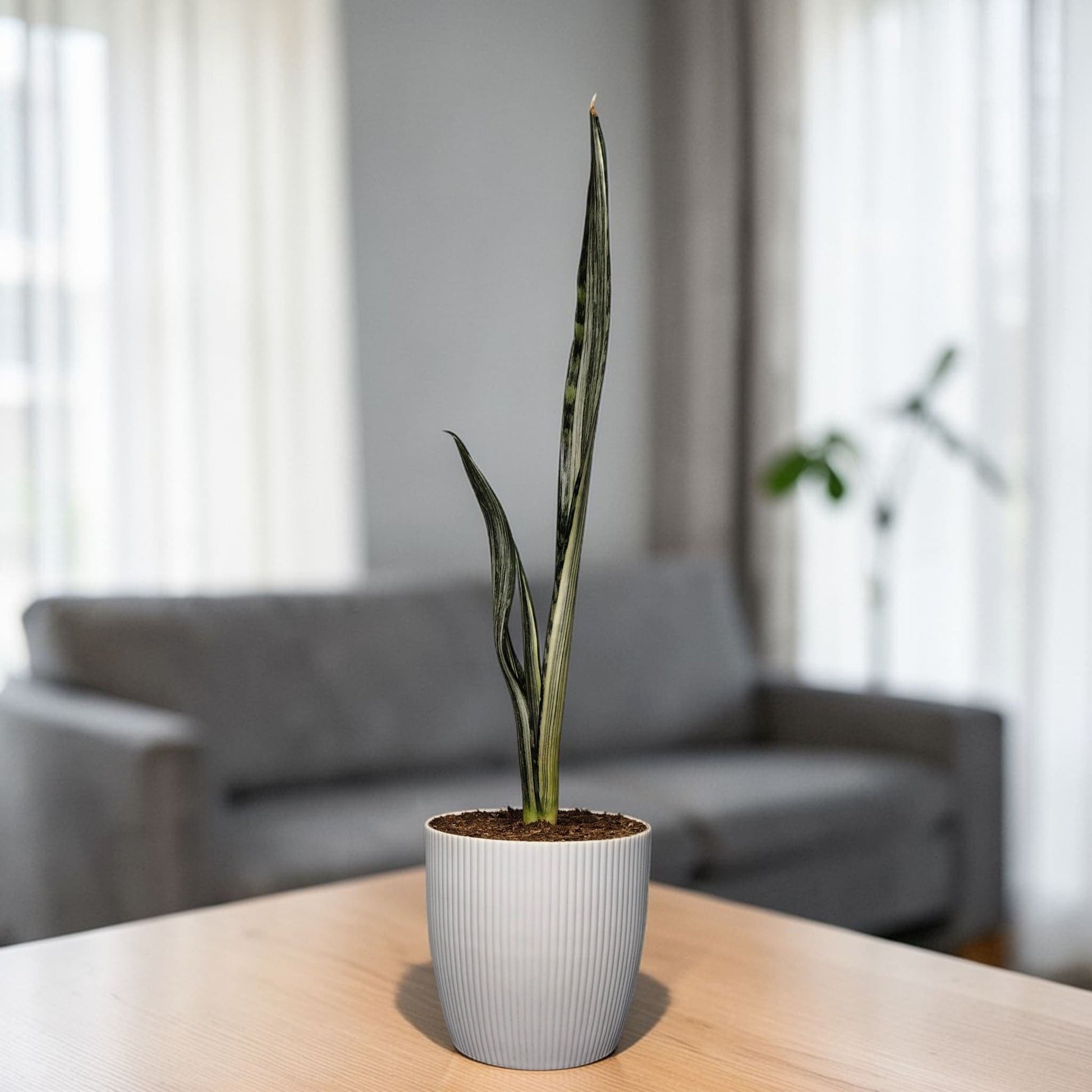 bantel's sensation snake plant decor Buy Bantel's Sensation Snake Plant Online in India