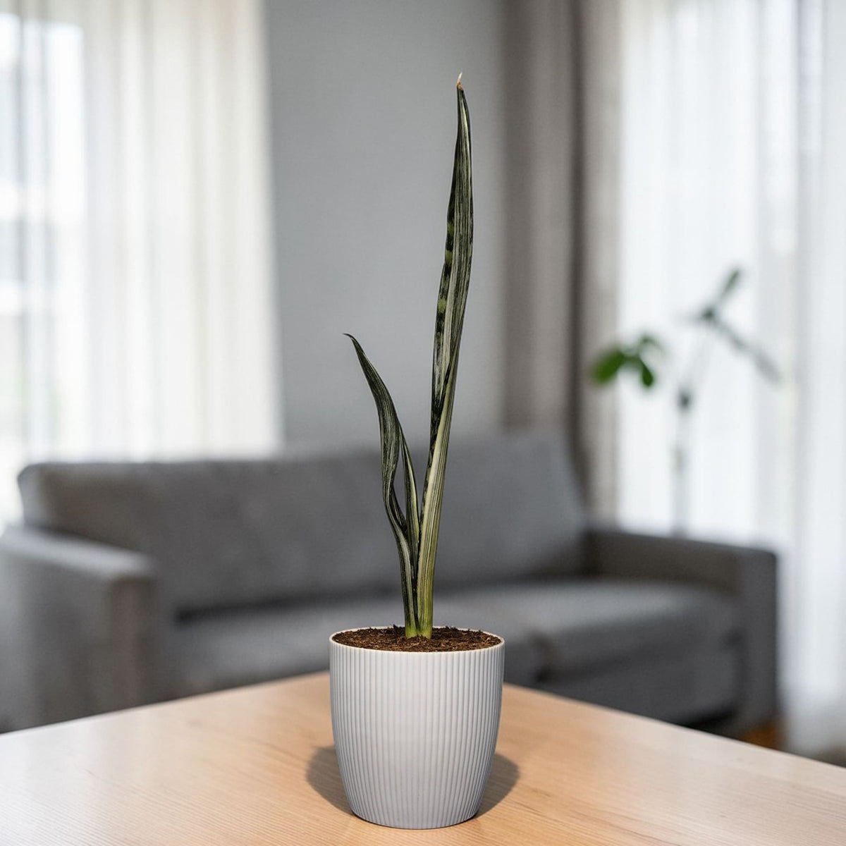 Sansevieria Bantel’s Sensation Hybrid – Rare Air Purifying Snake Plant | Bare Rooted