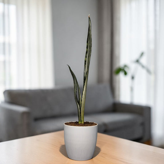 Sansevieria Bantel’s Sensation striped snake plant