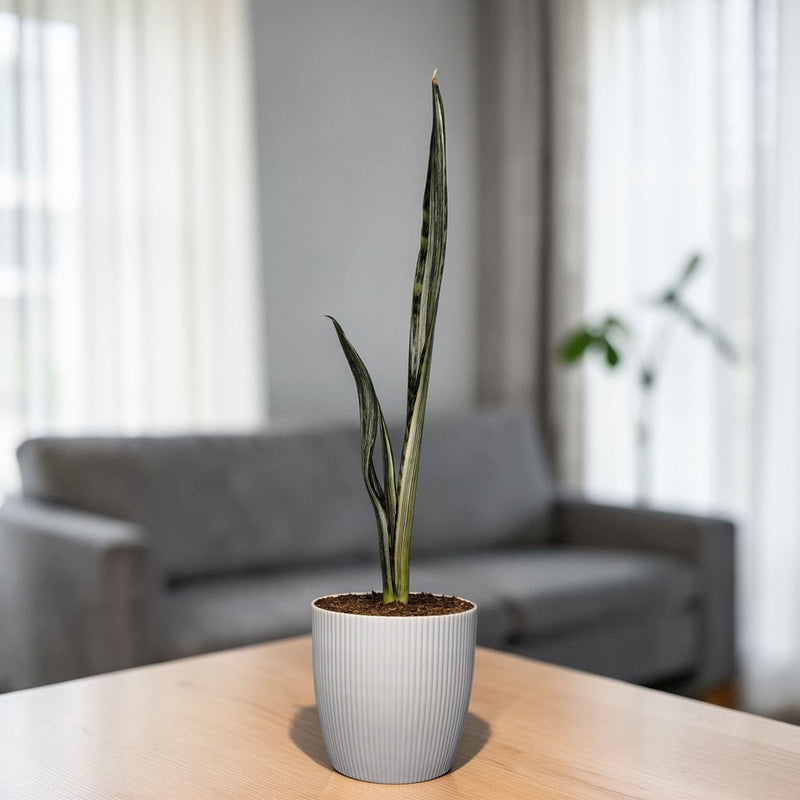 Sansevieria Bantel’s Sensation Hybrid – Rare Air Purifying Snake Plant | Bare Rooted