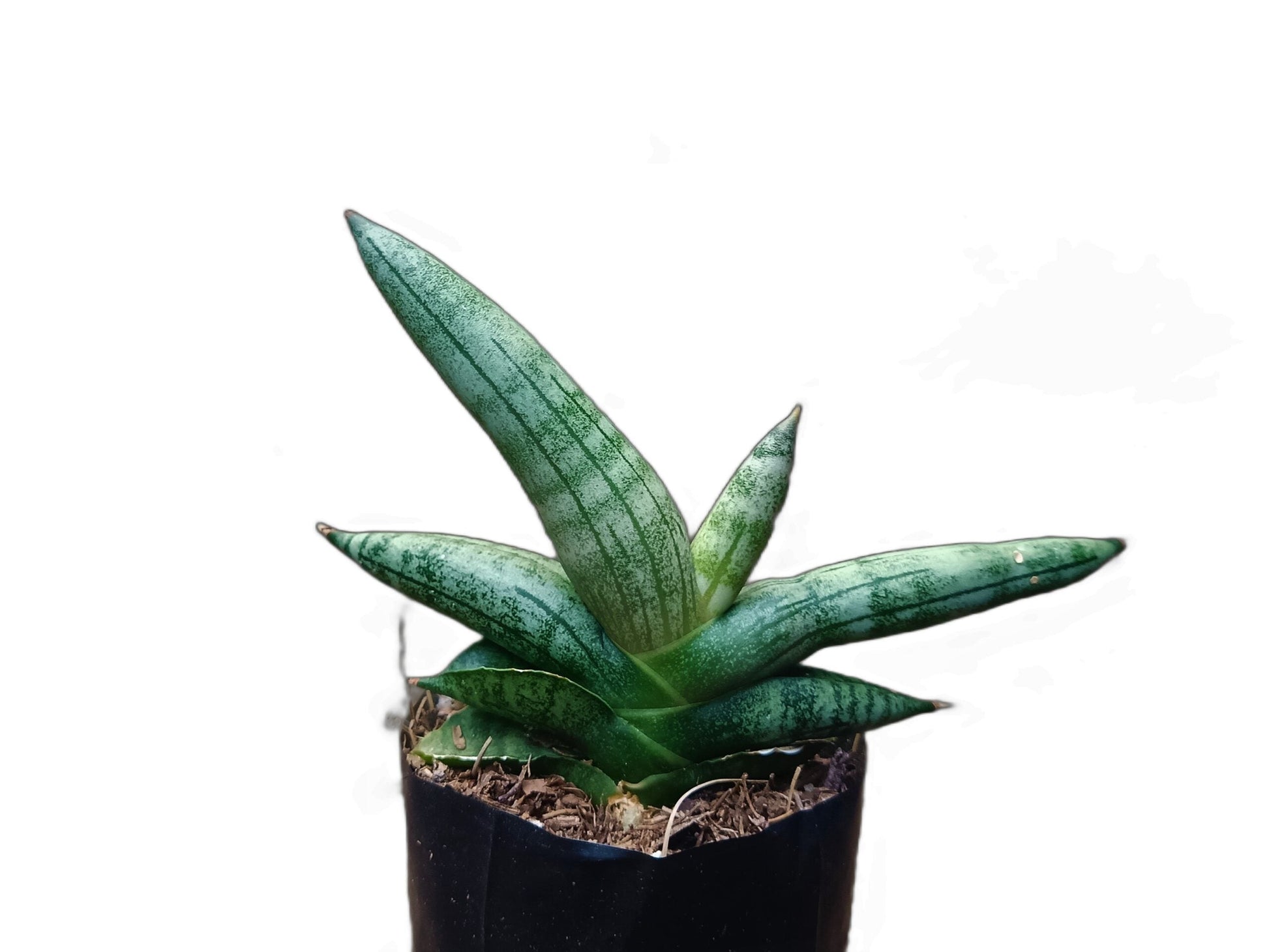 Sansevieria Boncel – Buy at a Low Price | Unique Starfish Snake Plant at Frek - My Store