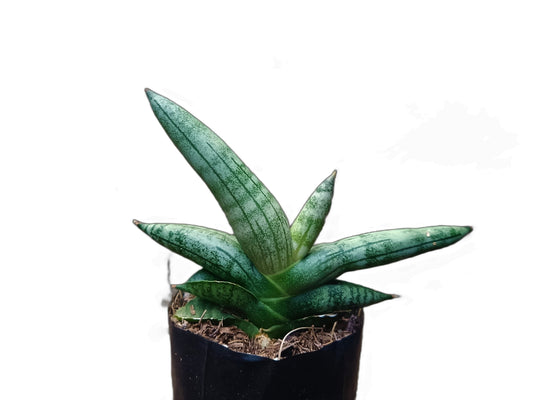 Sansevieria Boncel – Buy at a Low Price | Unique Starfish Snake Plant at Frek - My Store