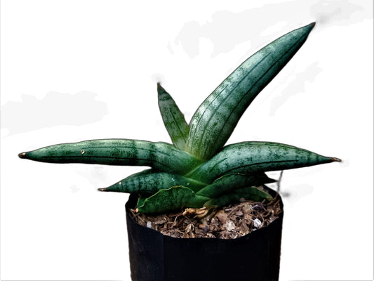 Sansevieria Boncel – Buy at a Low Price | Unique Starfish Snake Plant at Frek - My Store