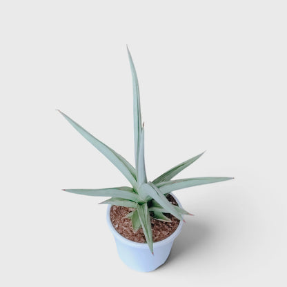 Sansevieria Chanin Hybrid compact indoor plant