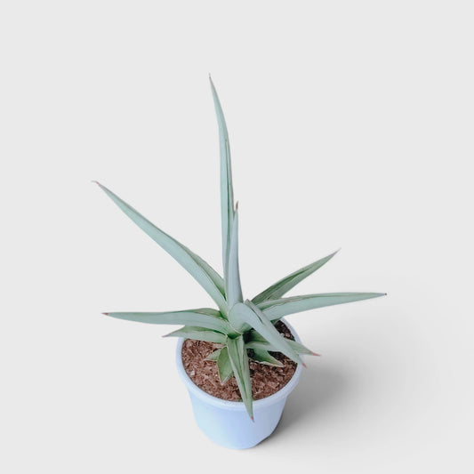 Sansevieria Chanin Hybrid – Air Purifying Snake Plant