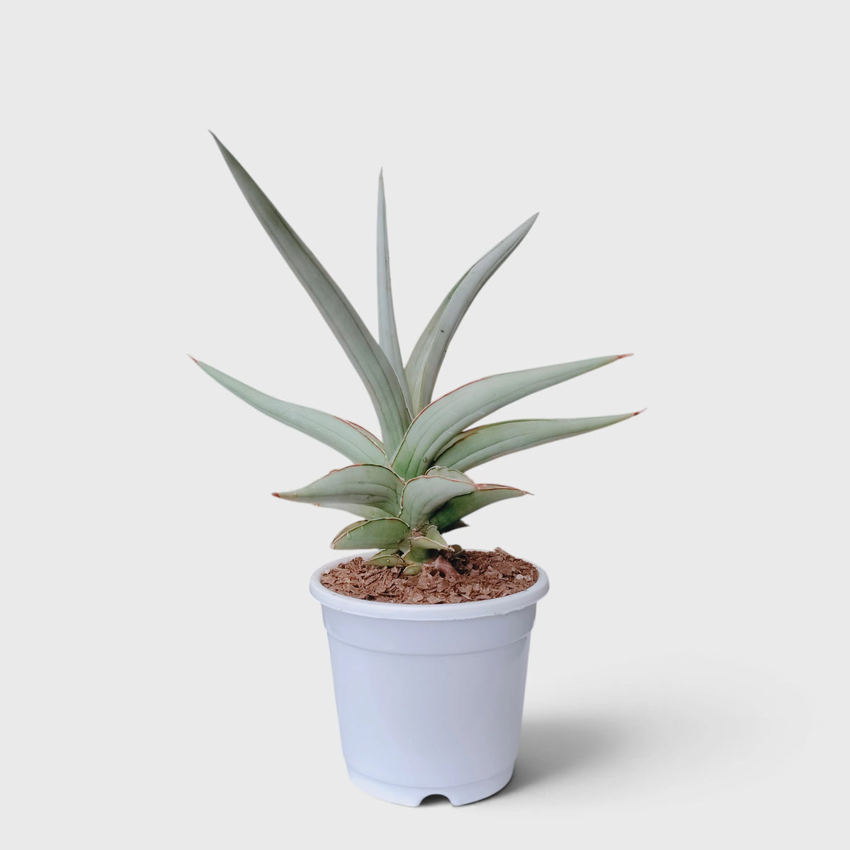 Sansevieria Chanin Hybrid green foliage plant