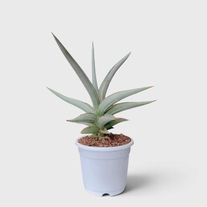 Sansevieria Chanin Hybrid green foliage plant