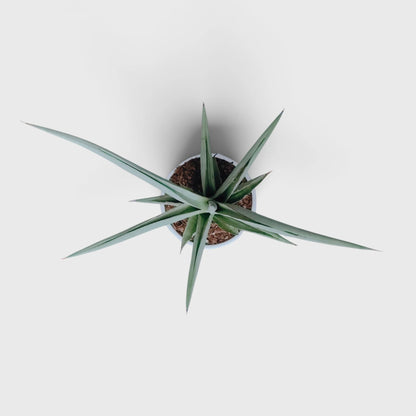 Sansevieria Chanin Hybrid healthy well rooted plant