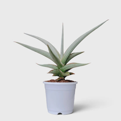 Sansevieria Chanin Hybrid plant for sale online in India