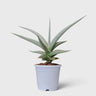 Sansevieria Chanin Hybrid – Air Purifying Snake Plant