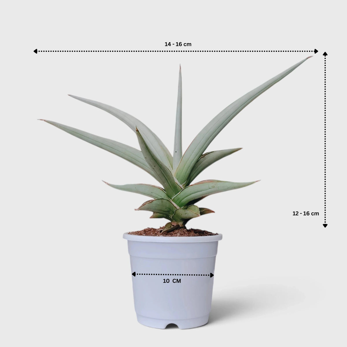 Sansevieria Chanin Hybrid plant in white pot