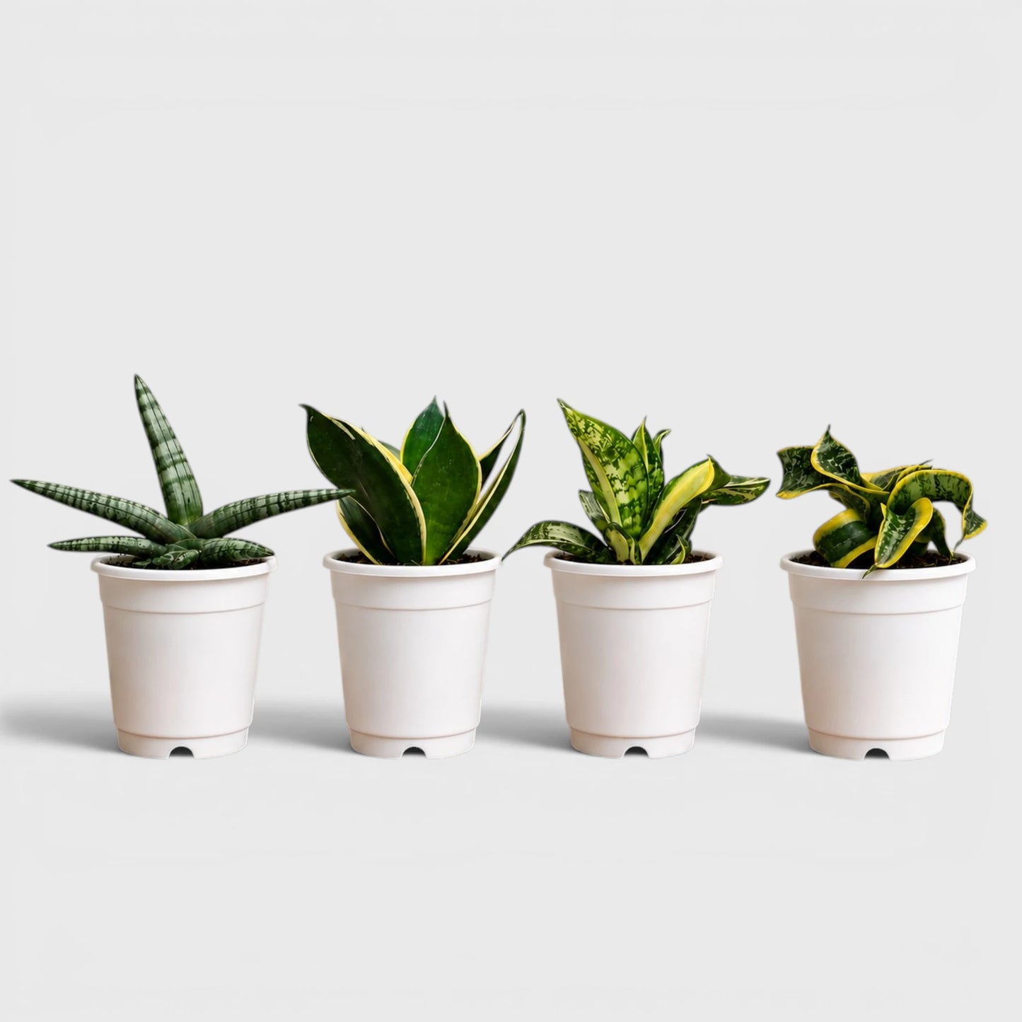 Collection of four Sansevieria indoor plants