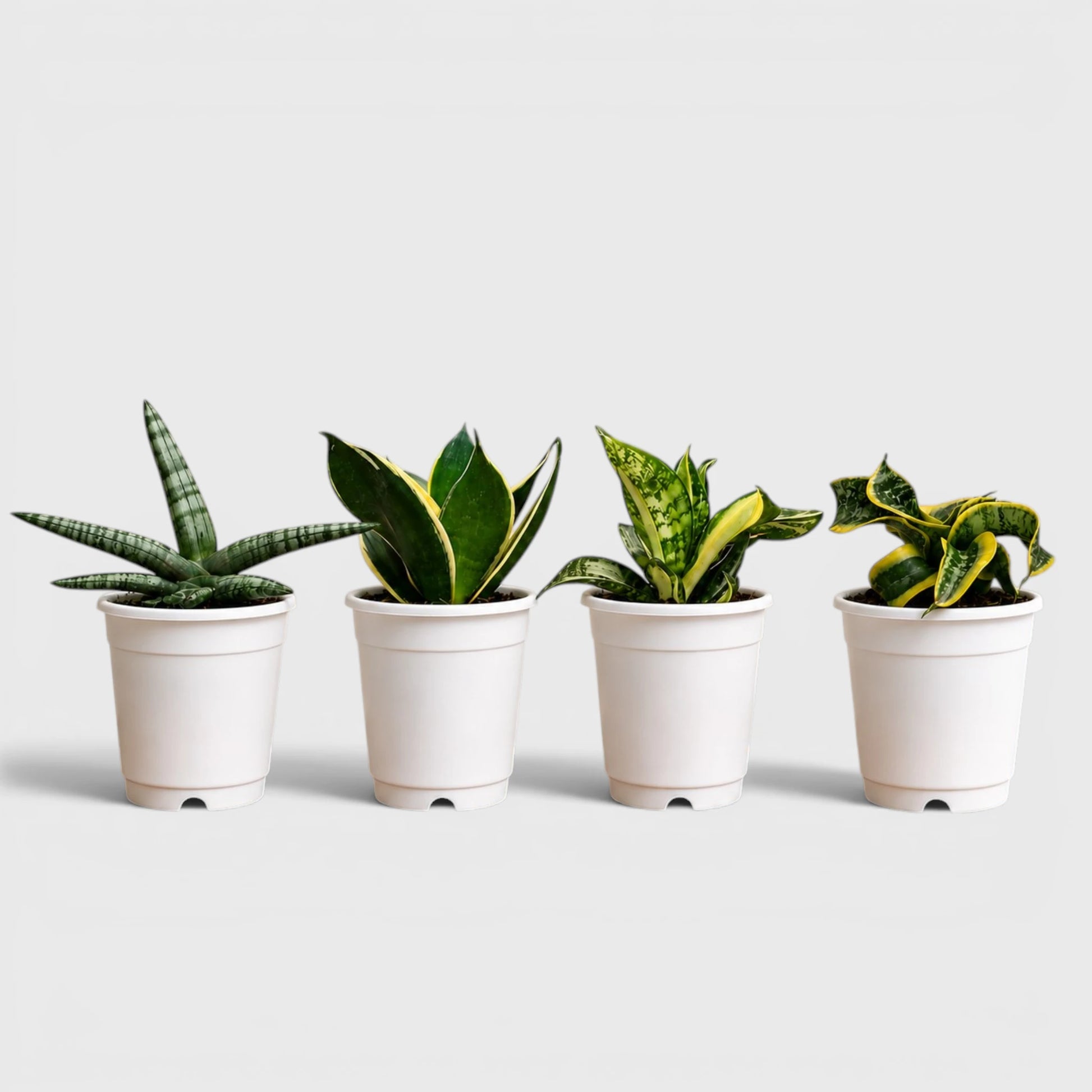Collection of four Sansevieria indoor plants