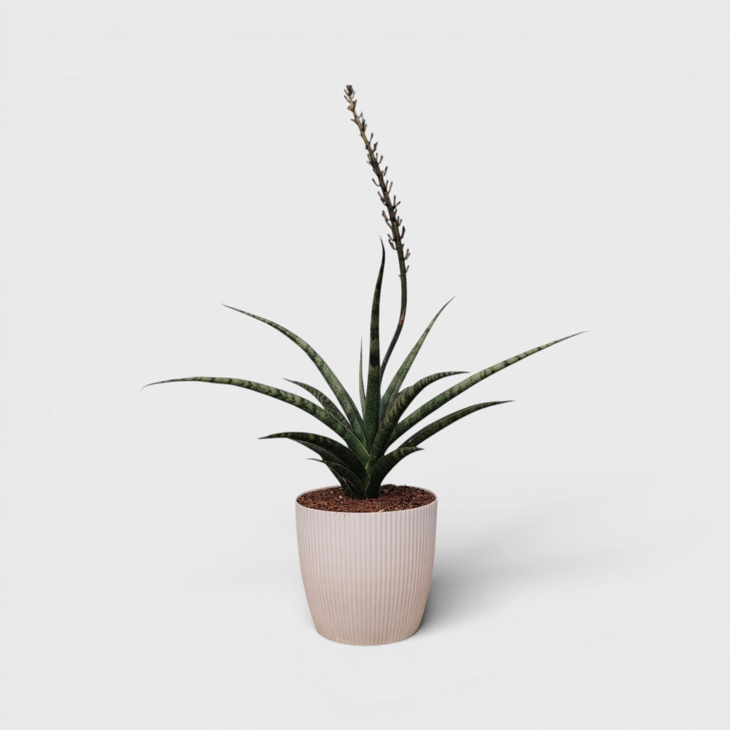 Sansevieria Fernwood – Compact Air Purifying Snake Plant | Bare Rooted
