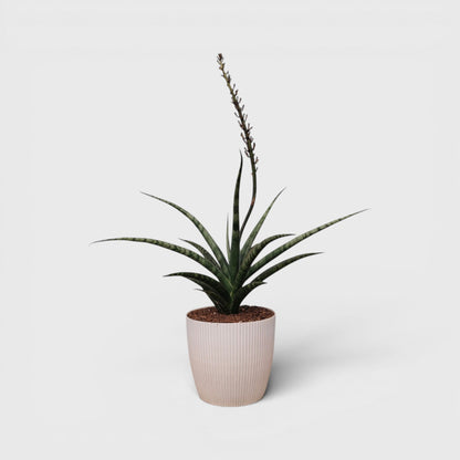 Sansevieria Fernwood – Compact Air Purifying Snake Plant | Bare Rooted