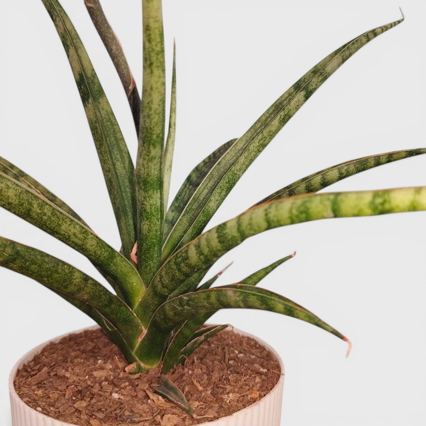 Sansevieria Fernwood – Compact Air Purifying Snake Plant | Bare Rooted