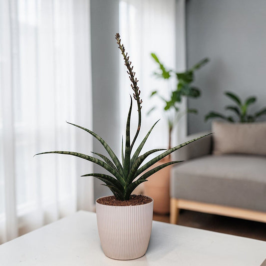 Sansevieria Fernwood – Compact Air Purifying Snake Plant | Bare Rooted