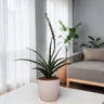 Sansevieria Fernwood – Compact Air Purifying Snake Plant | Bare Rooted