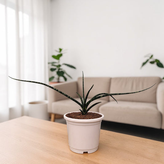 Sansevieria Fernwood compact snake plant