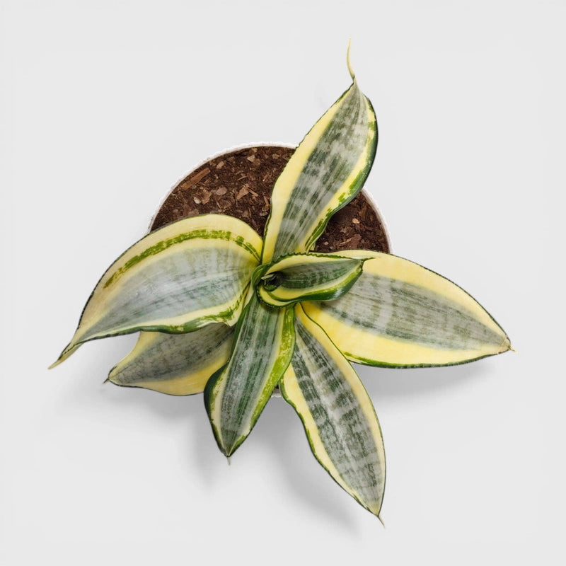 Sansevieria Golden Hahnii Variegated – Rare Snake Plant | Air Purifying Plant | Bare Roted