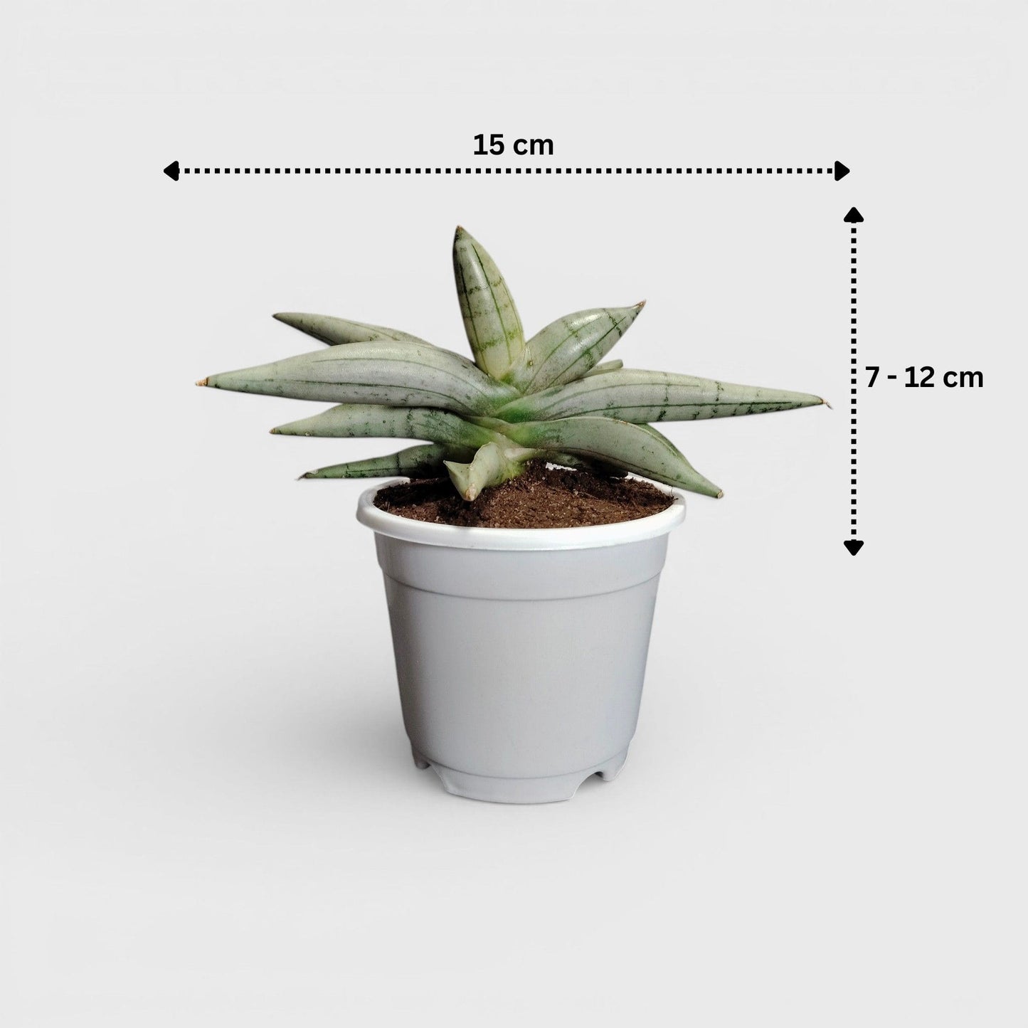 Sansevieria ‘Ice Man’ – Compact Air Purifying Snake Plant | Bare Rooted