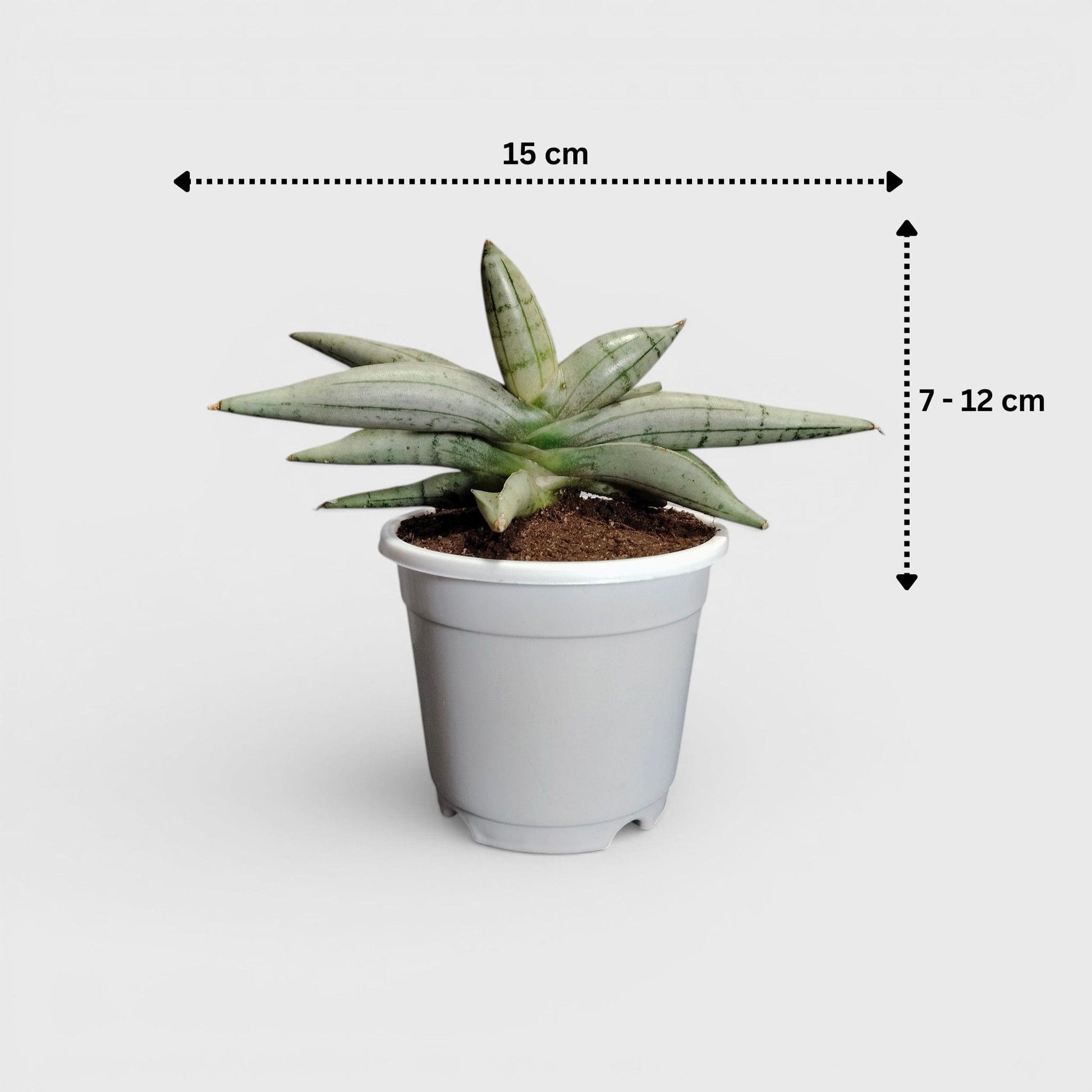 Sansevieria ‘Ice Man’ – Compact Air Purifying Snake Plant | Bare Rooted