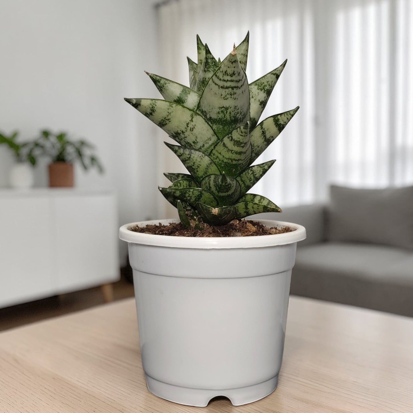 Sansevieria Indonesian Tower hybrid snake plant