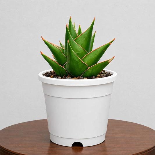 Rare Sansevieria Indonesian Tower Snake Plant | Well Rooted Mature Indoor Plant
