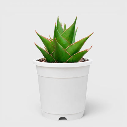 Rare Sansevieria Indonesian Tower Snake Plant | Well Rooted Mature Indoor Plant