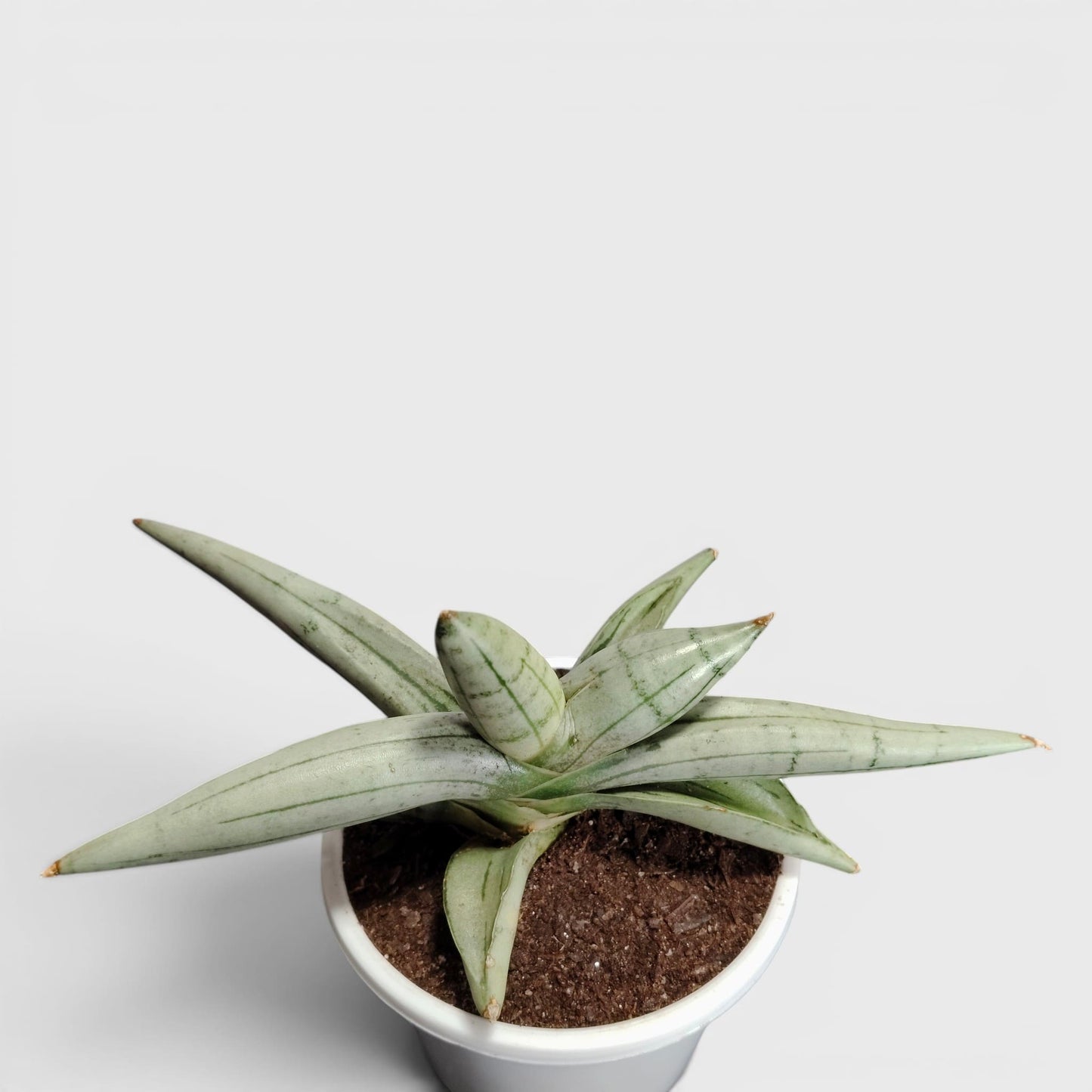 Sansevieria ‘Ice Man’ – Compact Air Purifying Snake Plant | Bare Rooted