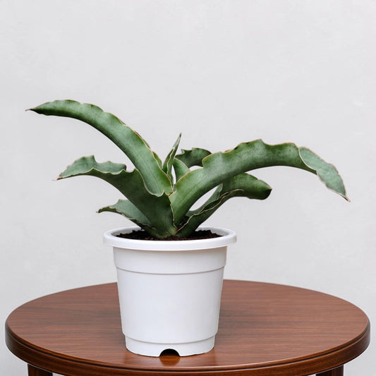 Sansevieria Kiboko Hybrid Rare Snake Plant | Well Rooted Mature Indoor Plant
