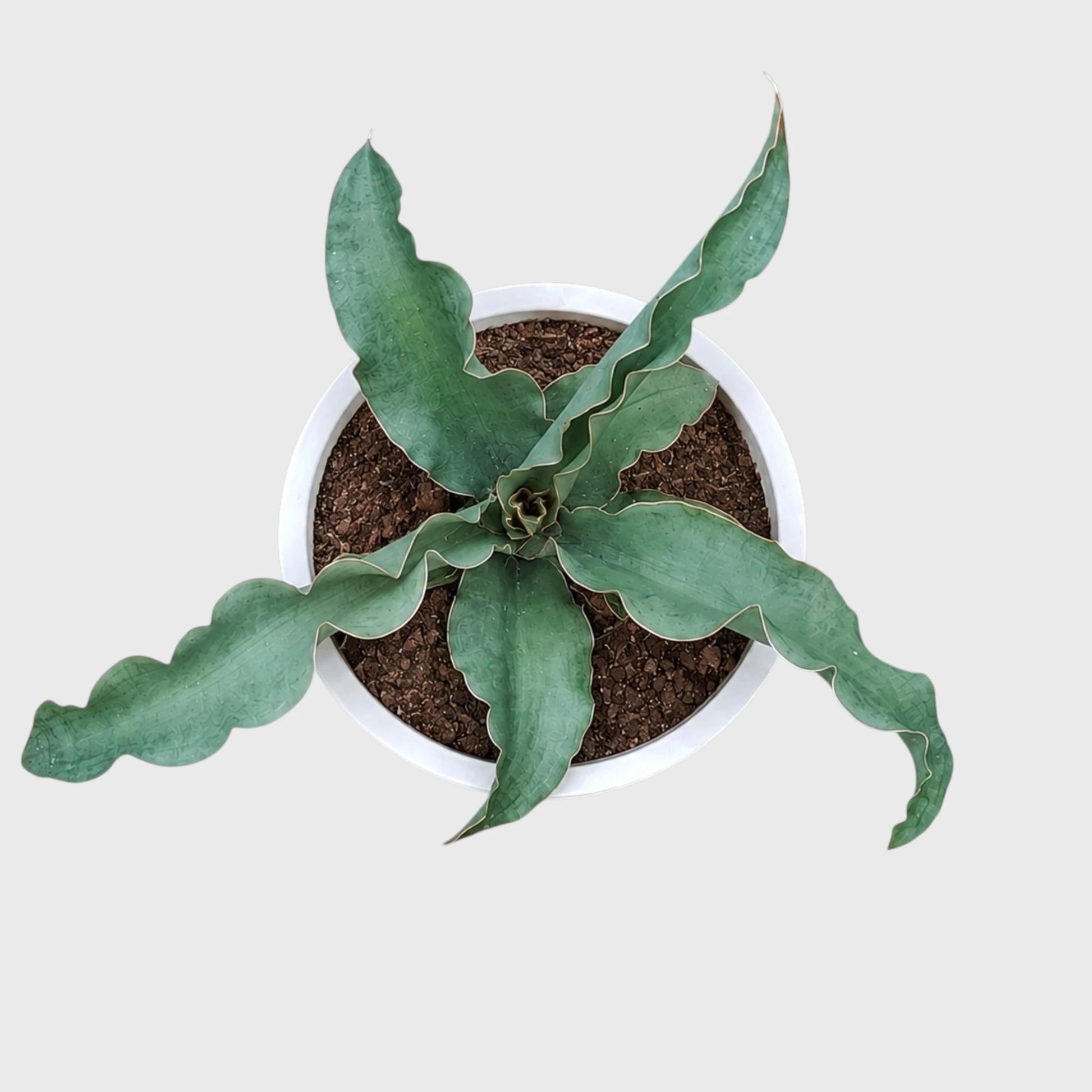 Sansevieria Kiboko Hybrid Rare Snake Plant | Well Rooted Mature Indoor Plant