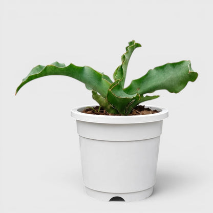 Sansevieria Kiboko Hybrid Rare Snake Plant | Well Rooted Mature Indoor Plant