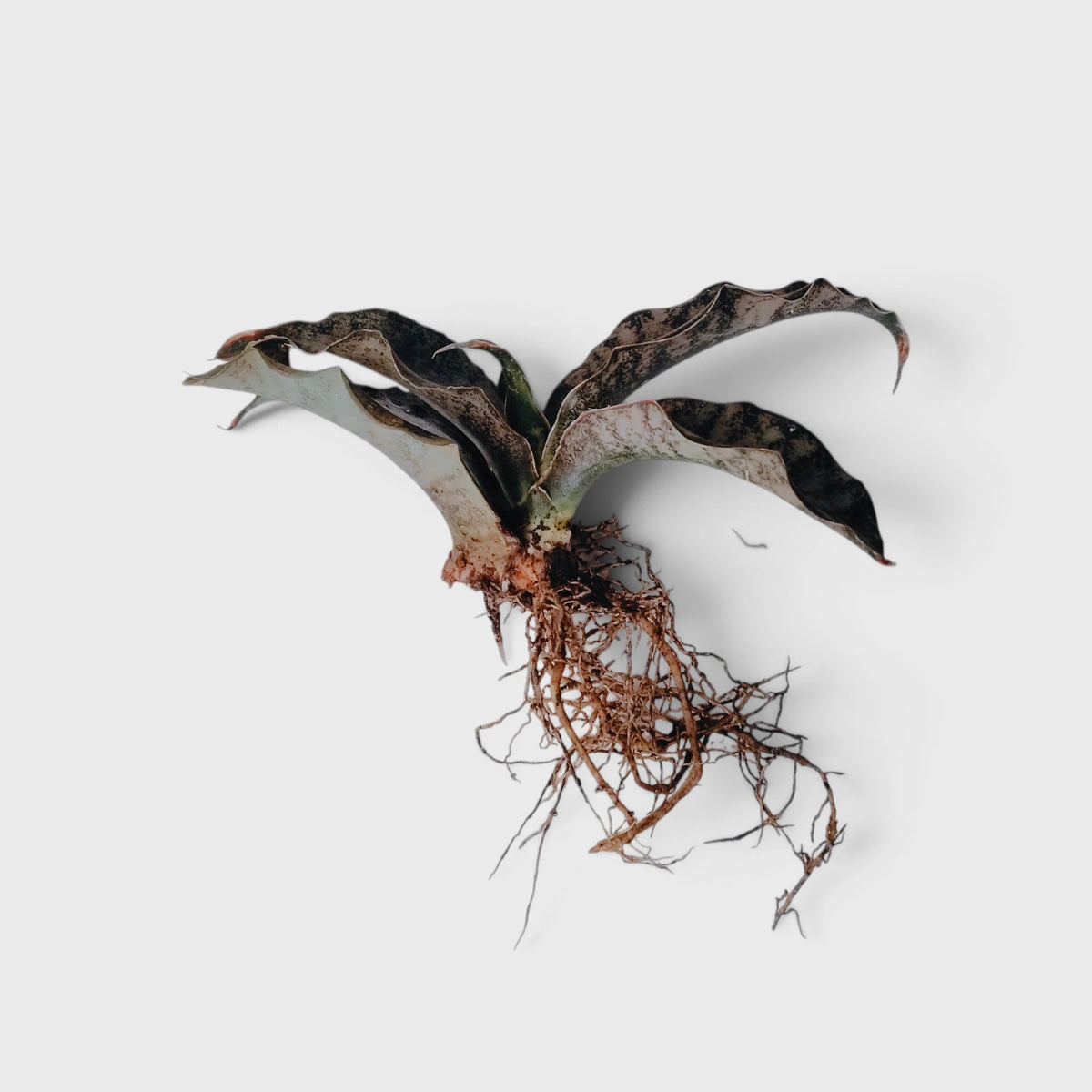 Sansevieria Kirkii (Dracaena Pethera) – Broad Leaf Snake Plant