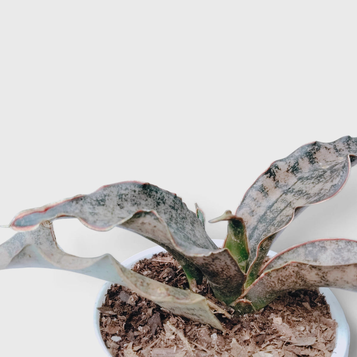 Sansevieria Kirkii (Dracaena Pethera) – Broad Leaf Snake Plant