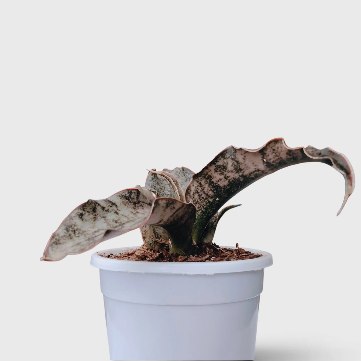 Sansevieria Kirkii (Dracaena Pethera) – Broad Leaf Snake Plant