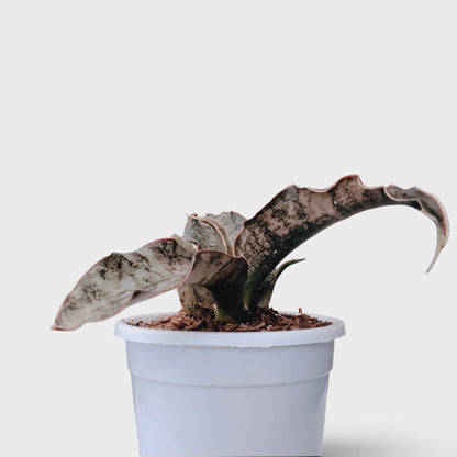 Sansevieria Kirkii (Dracaena Pethera) – Broad Leaf Snake Plant
