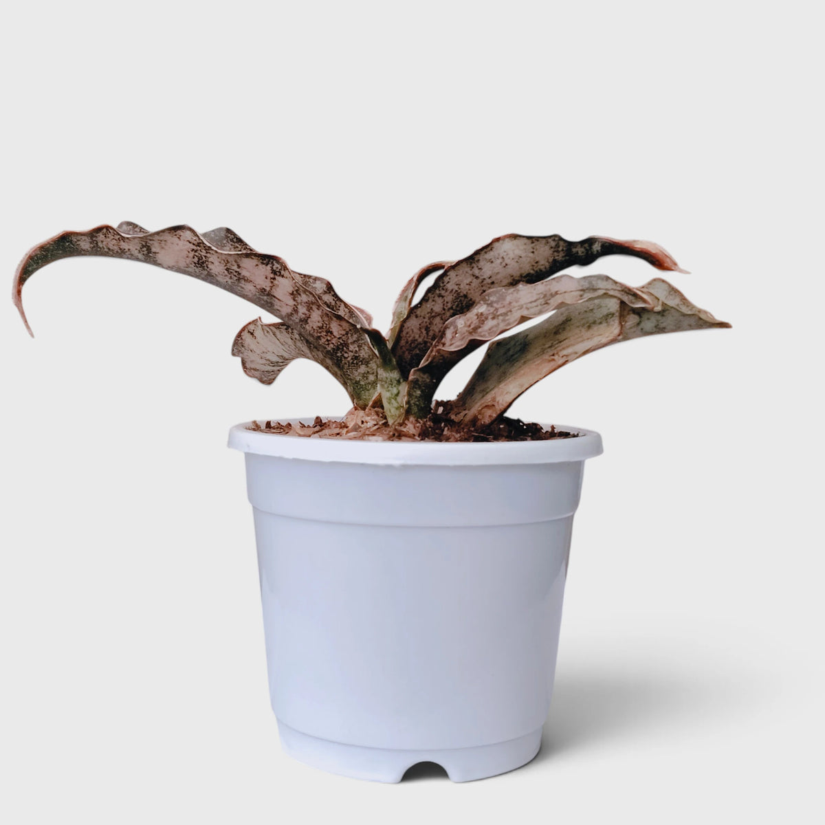 Sansevieria Kirkii (Dracaena Pethera) – Broad Leaf Snake Plant