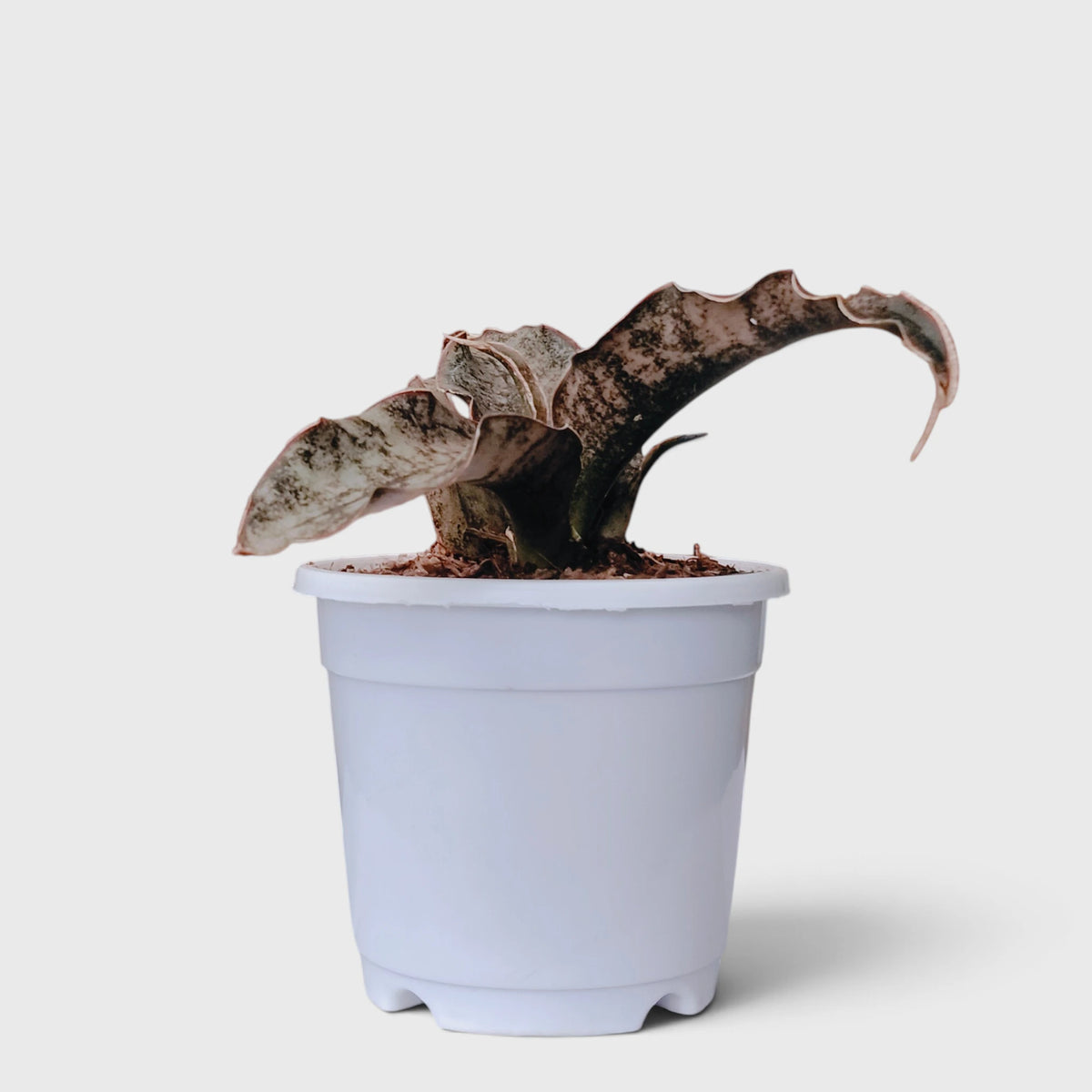 Sansevieria Kirkii (Dracaena Pethera) – Broad Leaf Snake Plant